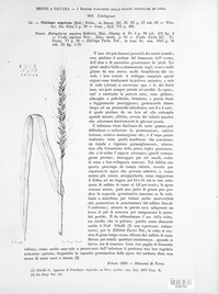 Ustilago segetum image